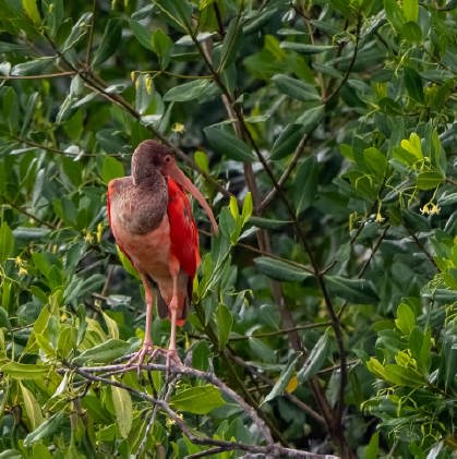 /clients/Rif-Mangrove-Park/Rif-Mangrove-10.jpg